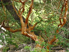 Chilenische Myrte (span. Arrayn) mit
                            braunem, gewundenem Stamm, der sich selber
                            schlt