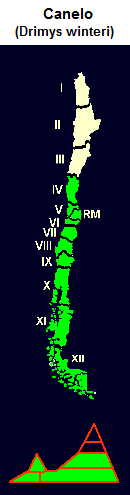 Winterrinde (span. Canelo, lat.
                                  Drimys winteri), Karte und Grafik der
                                  Verbreitung