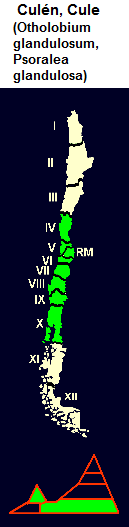 Culn, Cule (Otholobium
                                glandulosum, Psoralea glandulosa), mapa
                                y diseo grfico de la distribucin de
                                la 4 a la 10 regin de Chile