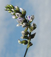 Flores de
                            Culn azul plido