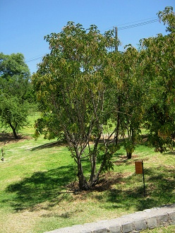 rbol
                        del Quebracho