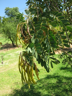 Ramas con hojas pinnatfidas del Quebracho