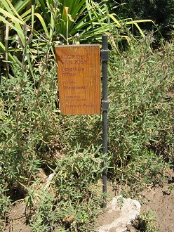 Placa de la Flor de San Jos (lat.
                          Oenothera affinis, tb. Oenothera stricta