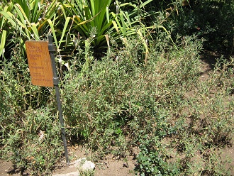 Flor de San Jos (lat. Oenothera
                          affinis)