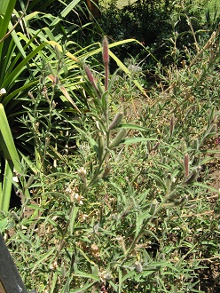 Flor de San Jos (lat. Oenothera
                          affinis), Nahaufnahme