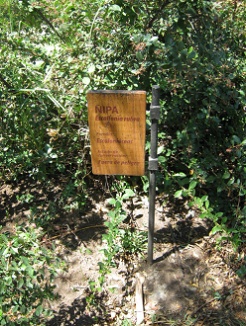 Placa de la ipa (lat. Escallonia rubra)