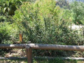 ipa (lat. Escallonia rubra) con un cerco
                          de madera