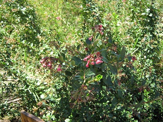 Der
                          Rote Andenstrauch (span. ipa, lat. Escallonia
                          rubra), Nahaufnahme