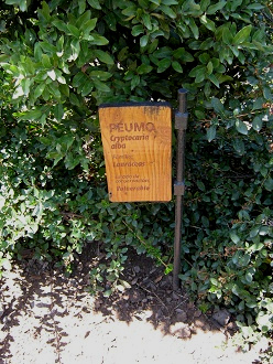 Placa del Peumo (lat. Cryptocarya alba)