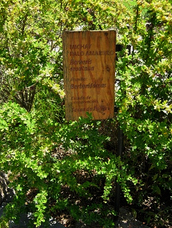 Tafel des Strauchs Berberis montana
                            (span. Michay Palo Amarillo, lat. Berberis
                            montana)