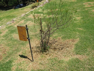 Arbusto del Arrayancillo (lat.
                          Myrceugenia lanceolata)