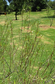 Arbusto del Arrayancillo, lat.
                          Myrceugenia lanceolata), primer plano