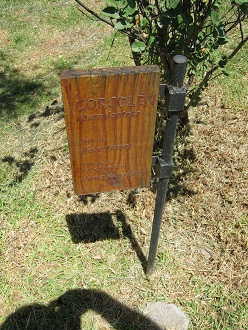 Placa del Corcoln (lat. Azara dentata)