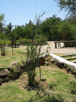 Strauch Azara dentata (span. Corcoln,
                          lat. Azara dentata)