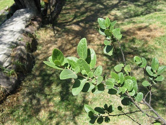 Strauch Azara dentata (span. Corcoln,
                          lat. Azara dentata), Nahaufnahme