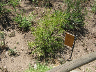 Arrayn
                          (lat. Luma chequen), mirto blanco chileno