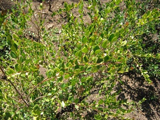 Arrayn (lat. Luma chequen), mirto blanco
                          chileno