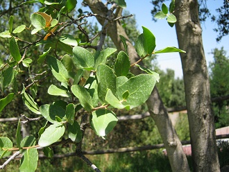 Seifenrindenbaum (span. Quillay, lat.
                          Quillaja saponaria), Nahaufnahme