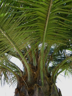 Palma chilena (lat. Jubaea chilensis),
                          prolongacin de las hojas