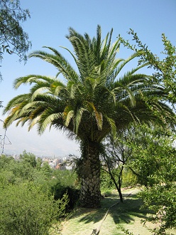 Palma chilena (lat. Jubaea chilensis)