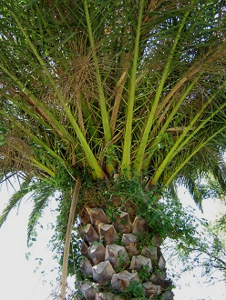 Prolongacin de las hojas pinnatfidas
                            de la Palma chilena (lat. Jubaea chilensis)