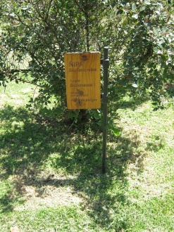 Placa del ipa (lat. Escallonia rubra)