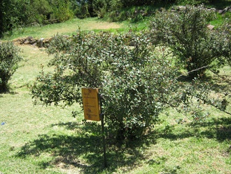 ipa (lat. Escallonia rubra) en el pasto