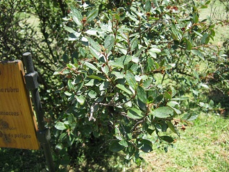 Der
                          Rote Andenstrauch (span. ipa, lat. Escallonia
                          rubra), Nahaufnahme