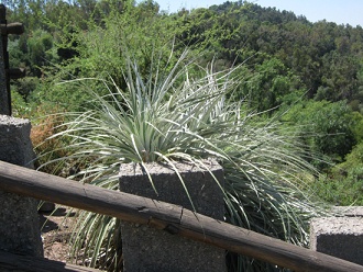 Cacto "Chagual" [web03] o Puya
                          [web04] (lat. Puya chilensis) en un muro de
                          piedra