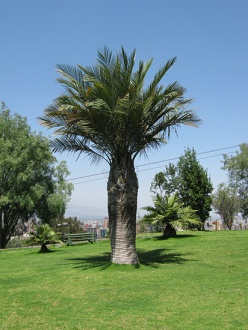 Palme ohne Tafel, wahrscheinlich
                            ebenfalls eine Chilenische Palme
                            (Honigpalme)