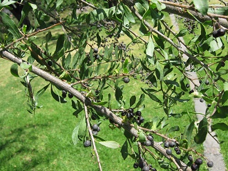 Huingan (lat. Schinus polygamus),
                          Nahaufnahme mit Beeren