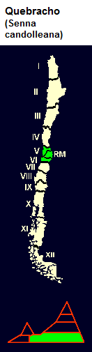 Quebracho (lat. Senna candolleana),
                              mapa y diseo grfico de la distribucin
                              en Chile central en la 5 y 6 regin de
                              Chile
