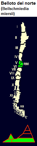 Belloto
                              del norte (lat. Beilschmiedia miersii),
                              mapa y diseo grfico con la distribucin
                              en Chile central en la 5 y 6 regin de
                              Chile