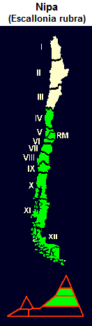 Roter Andenstrauch (span. ipa,
                                lat. Escallonia rubra), Karte und Grafik
                                der Verbreitung