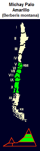 Michay Palo Amarillo, lat. Berberis
                                montana, mapa y diseo grfico de la
                                distribucin de la 5 a la 10 regin de
                                Chile