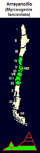 Arrayancillo (lat. Myrceugenia
                                lanceolata), mapa y diseo grfico de la
                                distribucin de la 4 a la 9 regin de
                                Chile