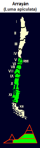 Arrayn (lat. Luma apiculata), mapa
                                y diseo grfico de la 5 a la 11
                                regin de Chile