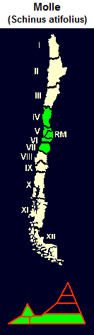 Peruanischer Pfefferbaum (span.
                                  Molle, lat. Schinus latifolius), Karte
                                  und Grafik der Verbreitung