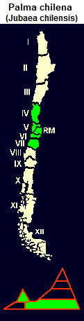 Chilenische Palme (Honigpalme),
                                Karte und Grafik der Verbreitung von der
                                4. bis zur 7. Region Chiles