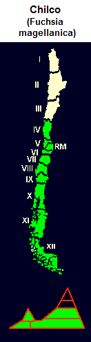 Chilco (lat. Fuchsia magellanica),
                                mapa y diseo grfico de la distribucin
                                de la 4 a la 12 regin de Chile