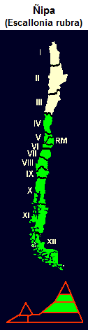 Roter Andenstrauch (span. ipa,
                                lat. Escallonia rubra), Karte und Grafik
                                der Verbreitung