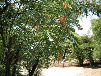 Bltter und Frchte des Tarabaums (lat.
                          Caesalpinia spinosa), Nahaufnahme