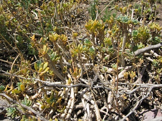 Guanacopfote (span. Pata de guanaco, lat.
                          Cistanthe grandiflora) , Nahaufnahme 01