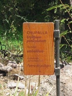 Tafel Chupalla (lat. Eryngium
                          paniculatum)