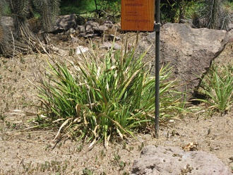 Chupalla (lat. Eryngium paniculatum),
                          Nahaufnahme