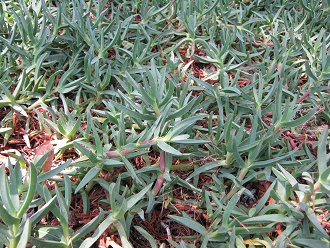 Doca
                          (lat. Carpobrotus aequilaterus), Nahaufnahme
                          01