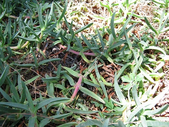 Doca
                          (lat. Carpobrotus aequilaterus), Nahaufnahme
                          02