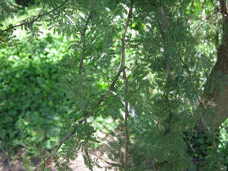 Schnurbaum (span. Pel, lat. Sophora
                          microphylla), Nahaufnahme