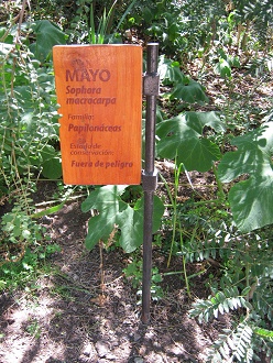 Tafel
                          des Mayo (Sophora macrocarpa)