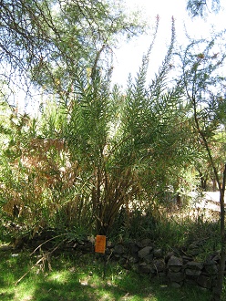 Teufelstabak (span. Tabaco del diablo,
                          lat. Lobelia excelsa)